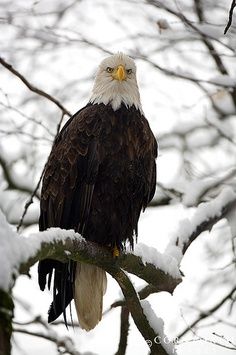Just saw an eagle in the Keweenaw Peninsula, Upper Michigan.