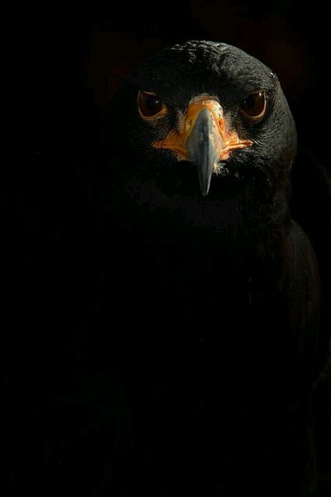 Aguila negra